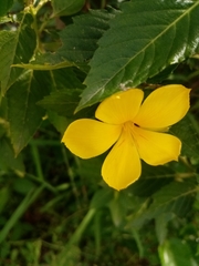 Turnera ulmifolia