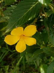 Turnera ulmifolia