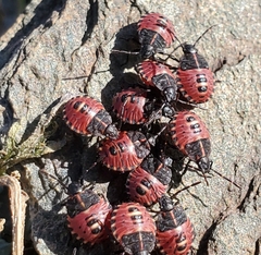 Codophila