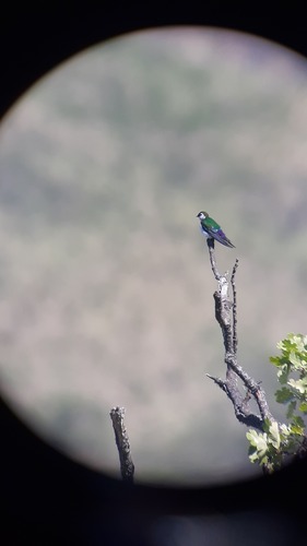 iNaturalist observation photo of Violet-green Swallow
