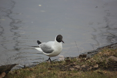 Chroicocephalus ridibundus