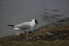 Chroicocephalus ridibundus