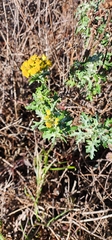 Eriophyllum staechadifolium