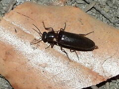 Phanophorus perspicax