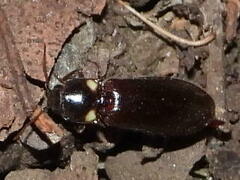 Phanophorus perspicax