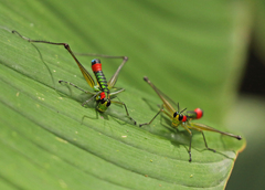 Paramastax rosenbergi