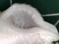 Calotrophon ostrearum