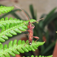 Coptocercus biguttatus