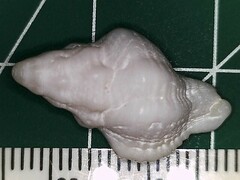 Calotrophon ostrearum