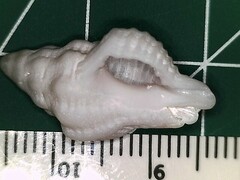 Calotrophon ostrearum