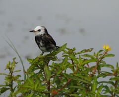 Arundinicola leucocephala