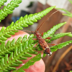 Coptocercus biguttatus