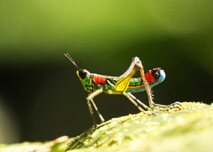 Paramastax rosenbergi