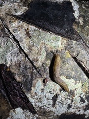 Prophysaon andersonii