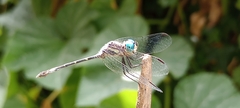 Micrathyria hypodidyma