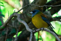 Phrygilus patagonicus