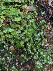 Hymenophyton flabellatum