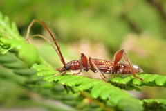 Coptocercus biguttatus