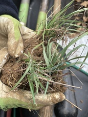 Sisyrinchium pruinosum