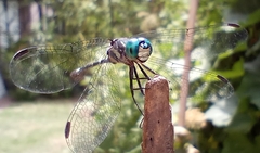 Micrathyria hypodidyma