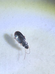 Stenolophus ochropezus