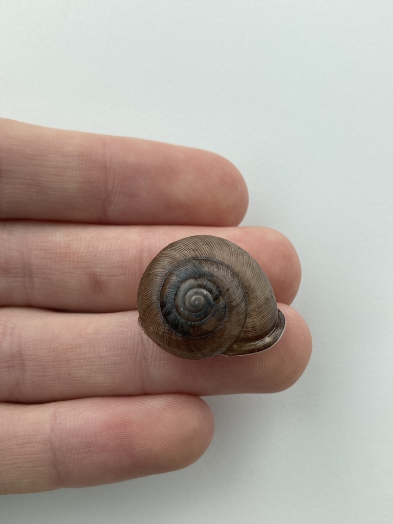 Polygyrid Snails from Franklin County, MO, USA on January 01, 2023 at