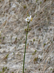 Sagittaria graminea