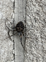 Larinioides sclopetarius