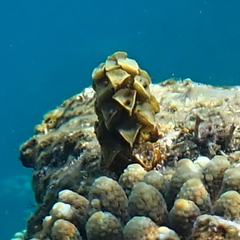 Turbinaria decurrens