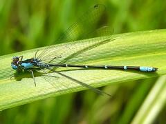 Chromagrion conditum