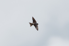 Pseudhirundo griseopyga