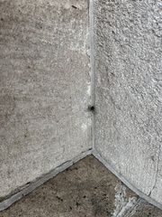 Larinioides sclopetarius