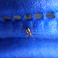 Neriene peltata