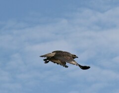 Buteogallus urubitinga