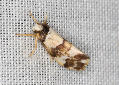 Philenora irregularis