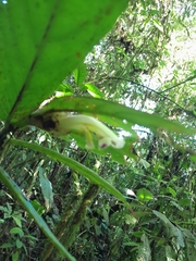 Columnea picta