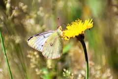 Colias vauthierii