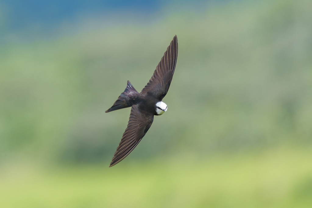 White-headed Sawwing (Psalidoprocne albiceps) photo