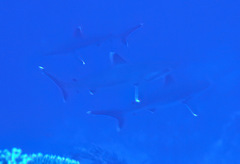 Carcharhinus albimarginatus