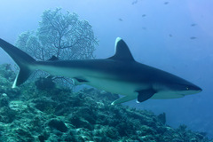 Carcharhinus albimarginatus