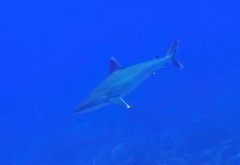 Carcharhinus albimarginatus