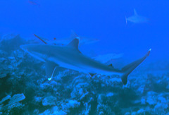 Carcharhinus albimarginatus