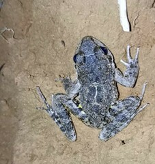 Leptodactylus fuscus