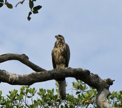 Buteogallus anthracinus subtilis