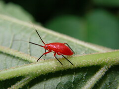 Coccobaphes