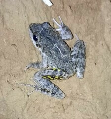 Leptodactylus fuscus