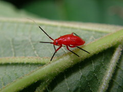 Coccobaphes