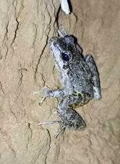 Leptodactylus fuscus