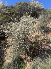 Ceanothus crassifolius