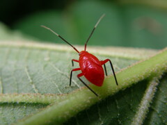 Coccobaphes